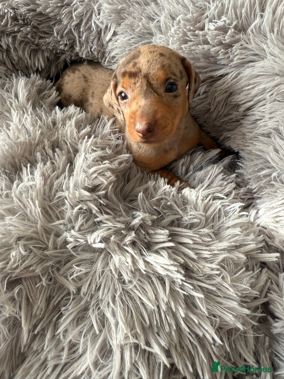 Dachshund dogs for sale: Beautiful litter of dachshund puppy’s  - Image 16