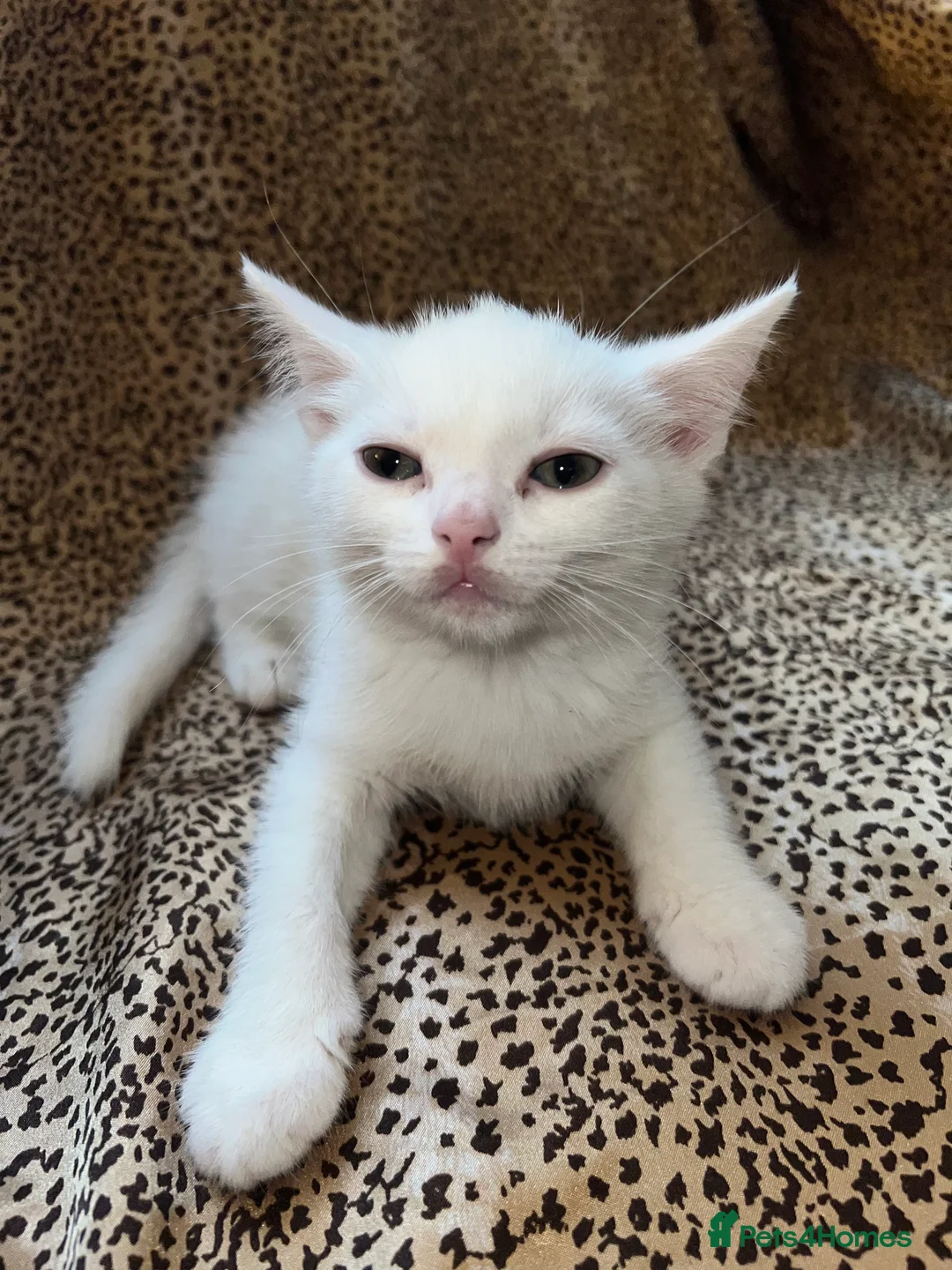 Turkish Angora cats for sale: Turkish Angola white kittens  - Advert 14