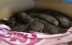 British Shorthair cats for sale: 🧶🍩Chocolate BSH boys ⭐️💎GCCF reg  - Image 13