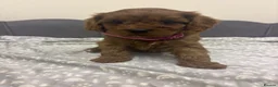 Cavapoo dogs for sale: Stunning F1 Toy Cavapoo Pups - Advert 10