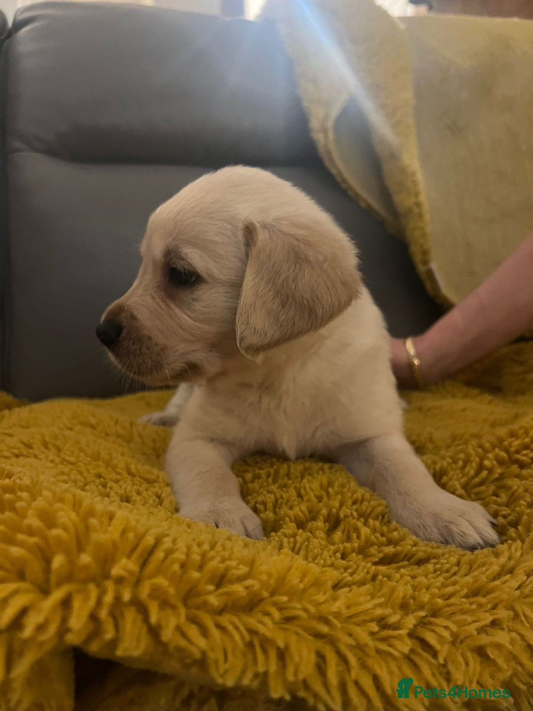 Goldador dogs for sale: GOLDADOR PUPPIES - Image 5