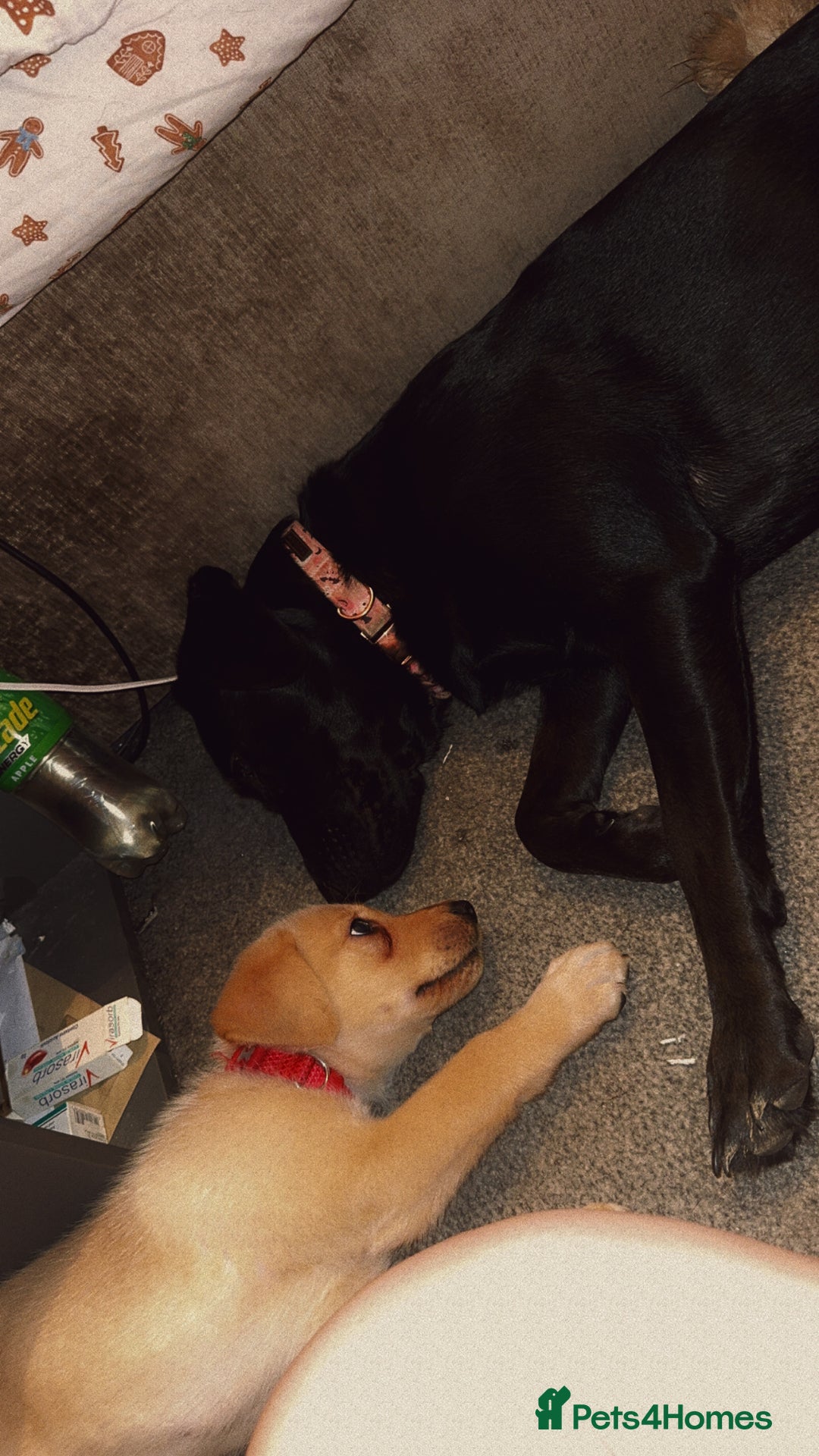 Labrador Retriever dogs for sale: White male lab - Advert 2