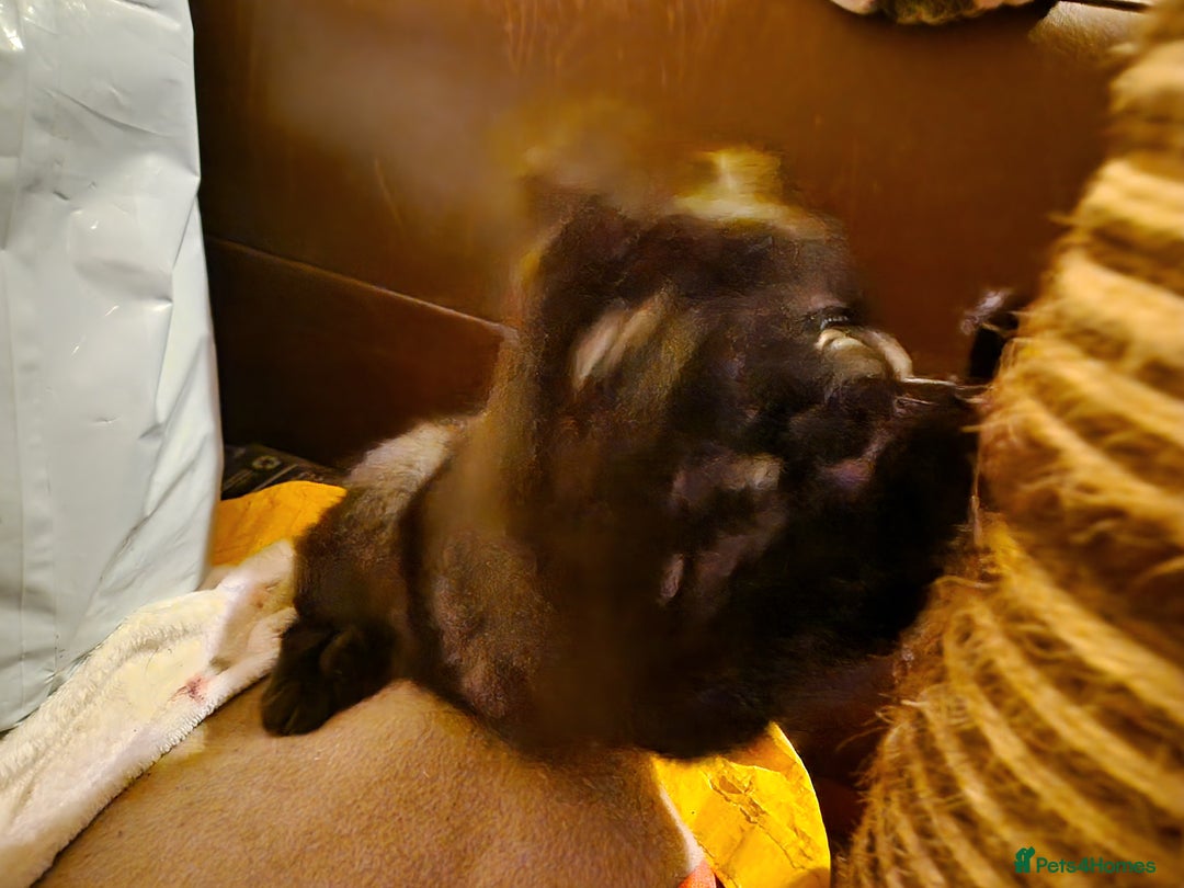 Mixed Breed cats for sale: Kittens for sale  - Advert 5