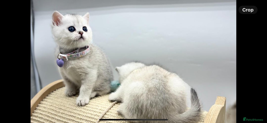 Scottish Fold cats for sale: Beautiful Scottish Straight Kittens - Advert 6