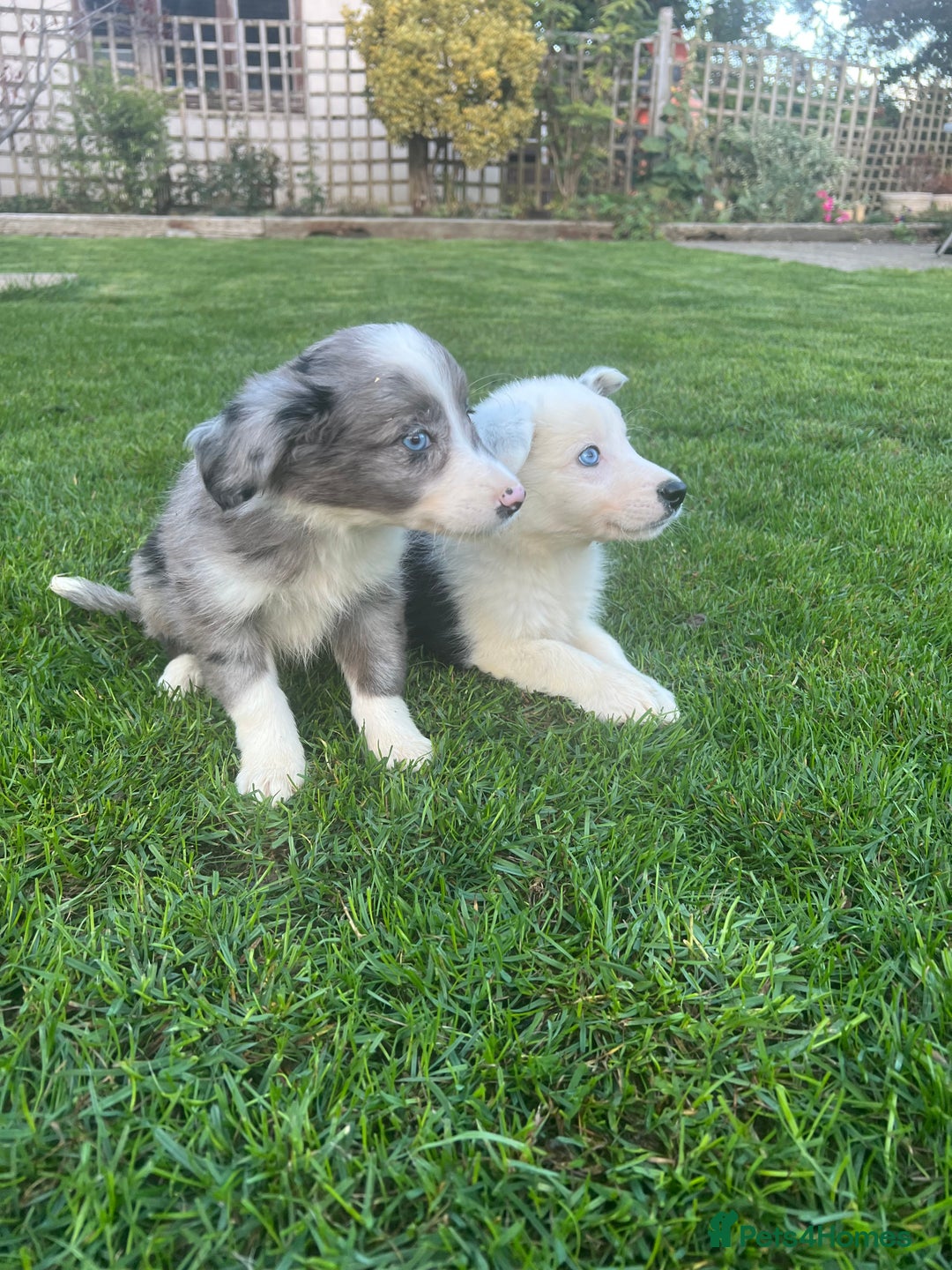 Border Collie dogs for sale: Border Collies READY NOW - Image 24