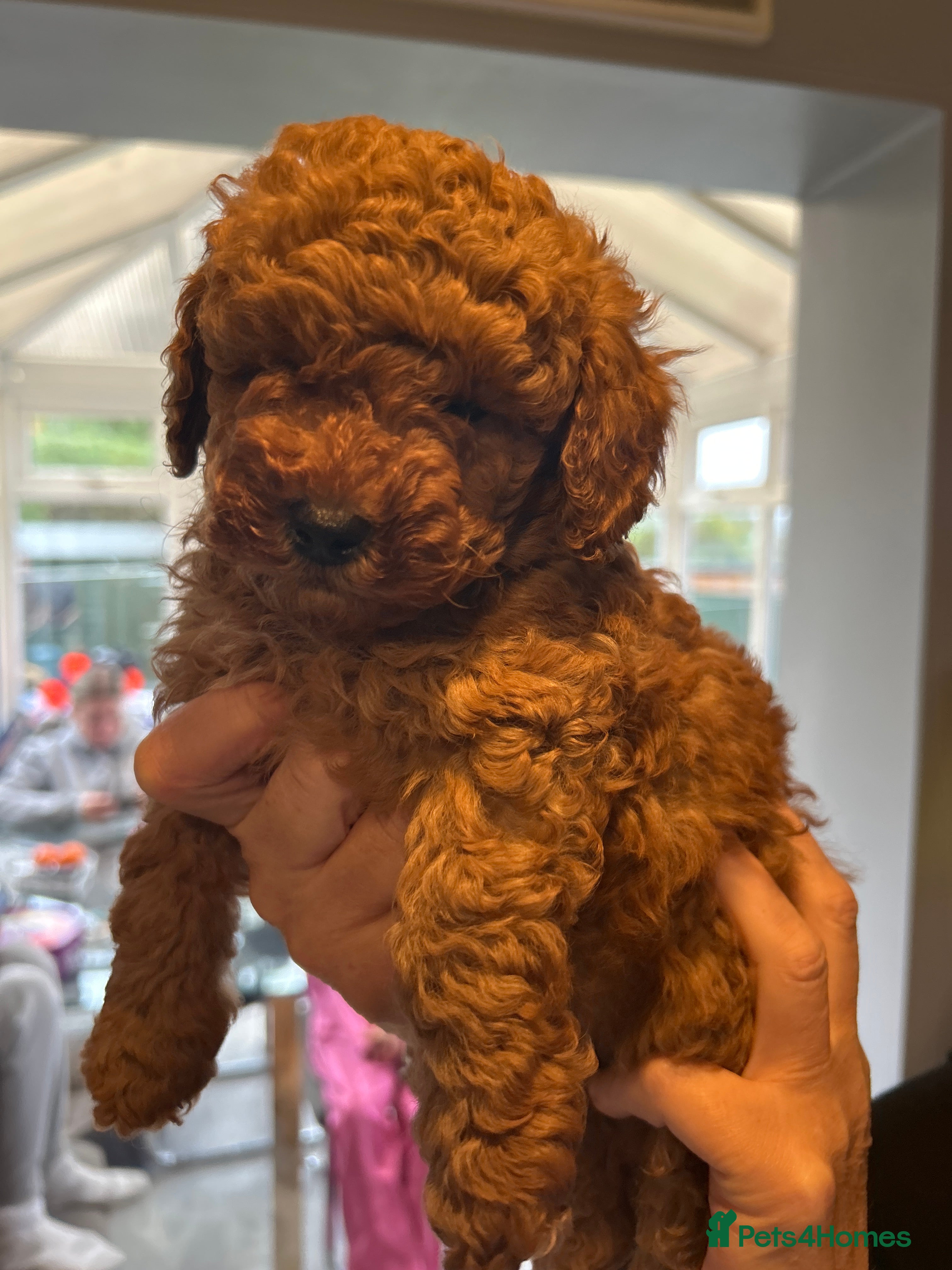 Toy Poodle dogs Beautiful toy poodle  - Advert 4