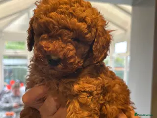 Toy Poodle dogs Beautiful toy poodle - Advert 11