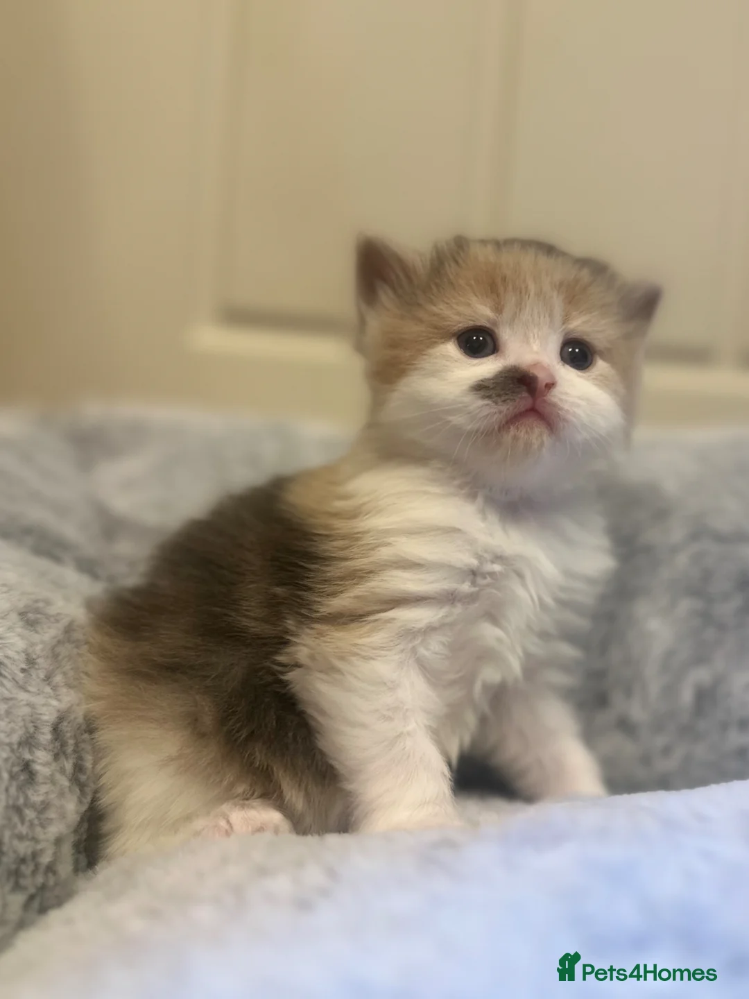 Mixed Breed cats for sale: Unique Polydactyl Kittens For Sale in Yeovil - Advert 2