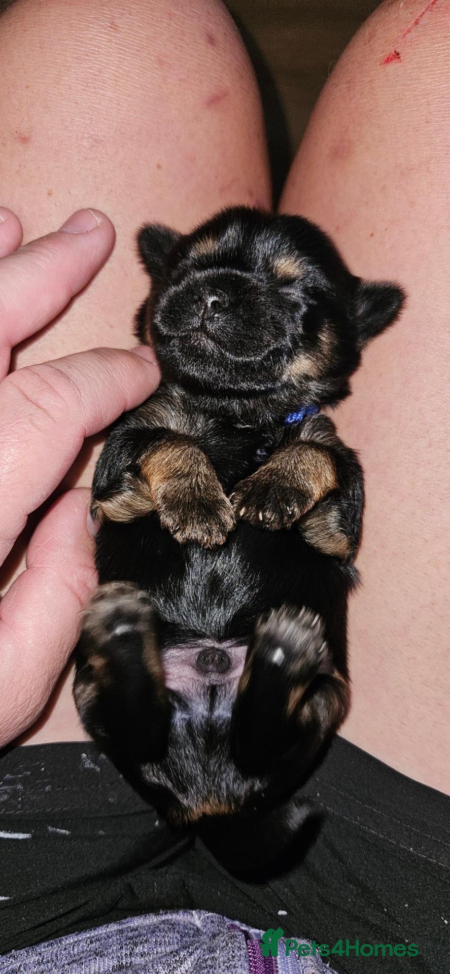 Mixed Breed dogs Beautiful Little Boy - Advert 4