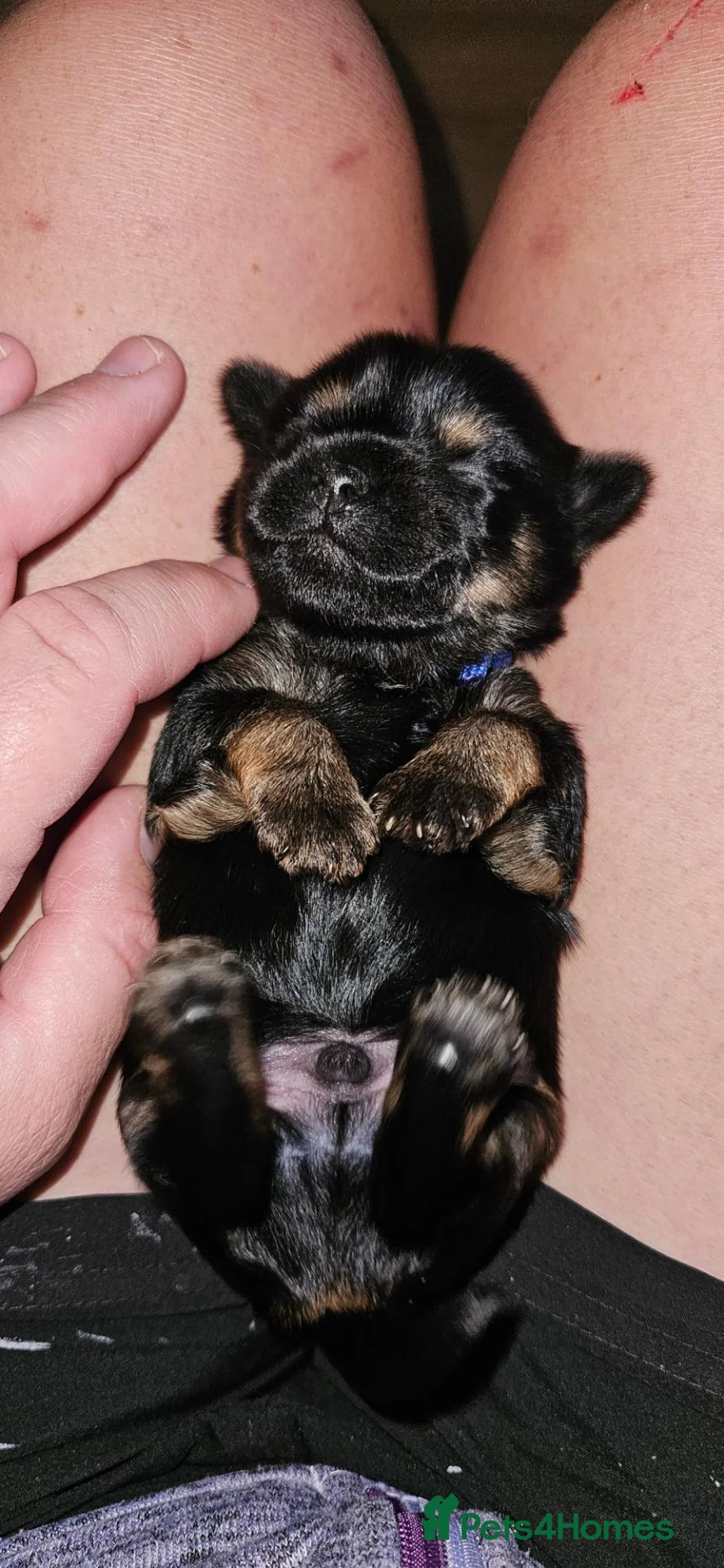 Mixed Breed dogs for sale: Beautiful Little Boy - Advert 1