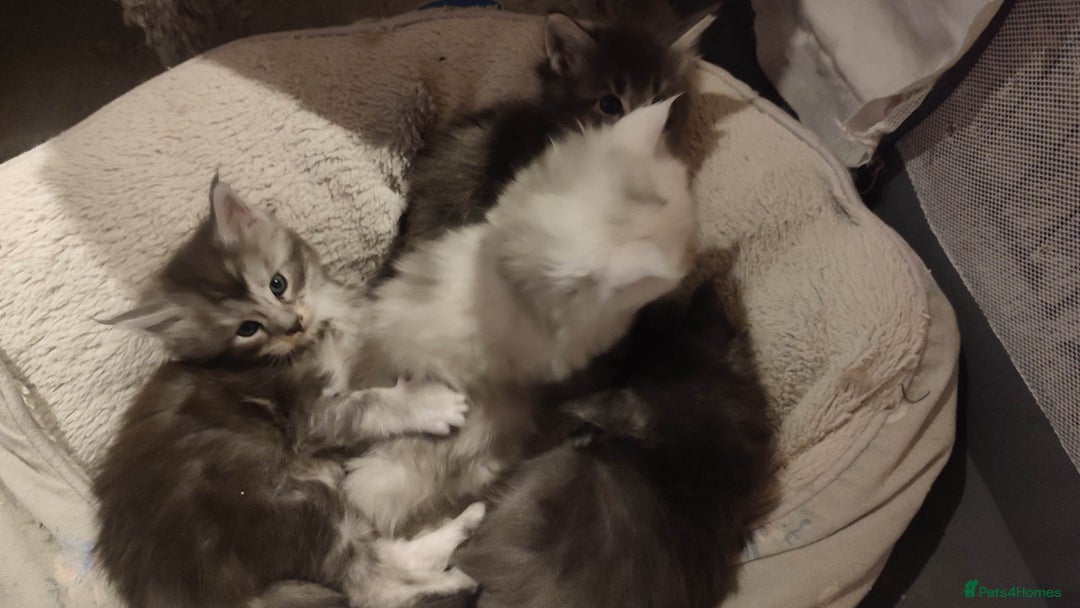 Maine Coon cats for sale: Tica Reg and fully health tested - Advert 37
