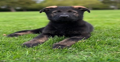 German Shepherd dogs - Advert 6
