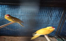 Parakeets birds for sale: For sale  - Image 4