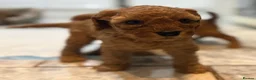 Cavapoo dogs for sale: Dog Trainer’s Cavapoo fur babies   - Advert 23