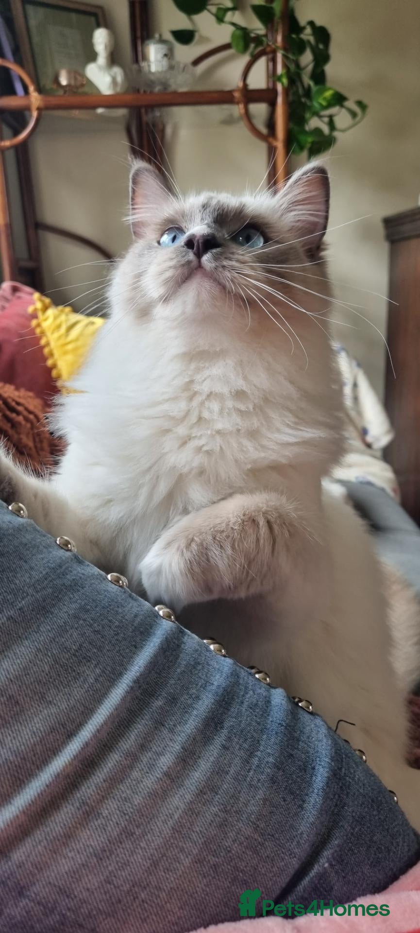 Ragdoll cats 🤍 More than just kittens — they are family. 🤍 - Advert 11