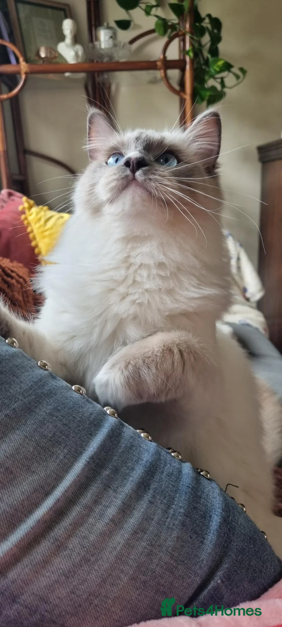 Ragdoll cats for sale: 🤍 More than just kittens — they are family. 🤍 - Advert 1