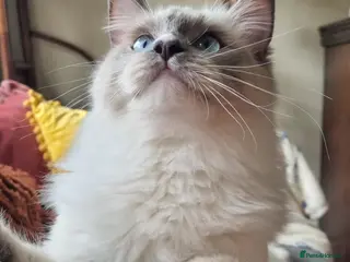 Ragdoll cats 🤍 More than just kittens — they are family. 🤍 - Advert 1