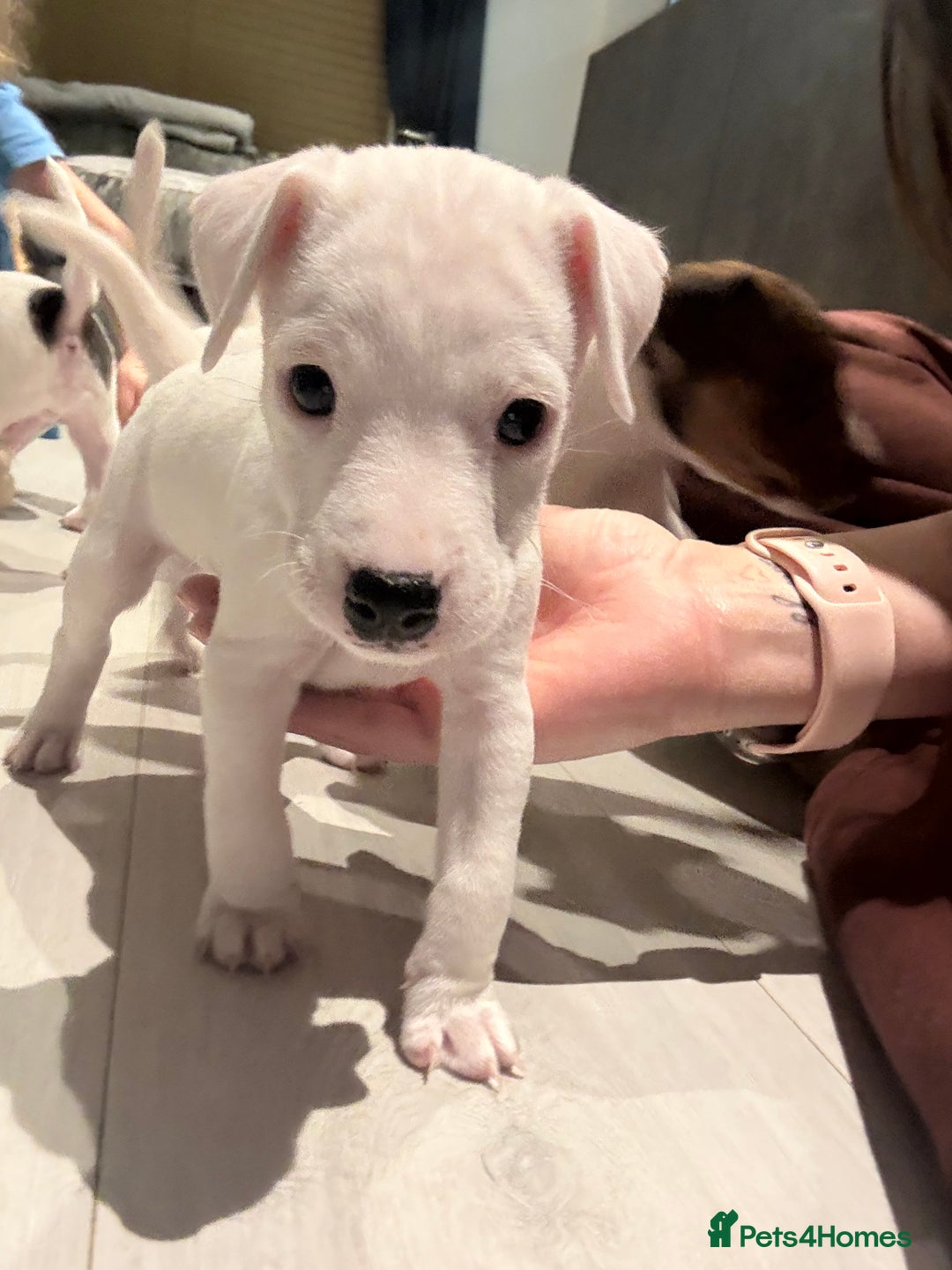 Parson Russell dogs for sale: Parson Jack russel pup for sale  - Advert 4