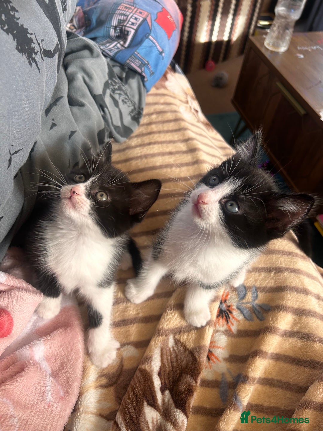 British Shorthair cats for sale: 2 males, 2 females  - Image 3