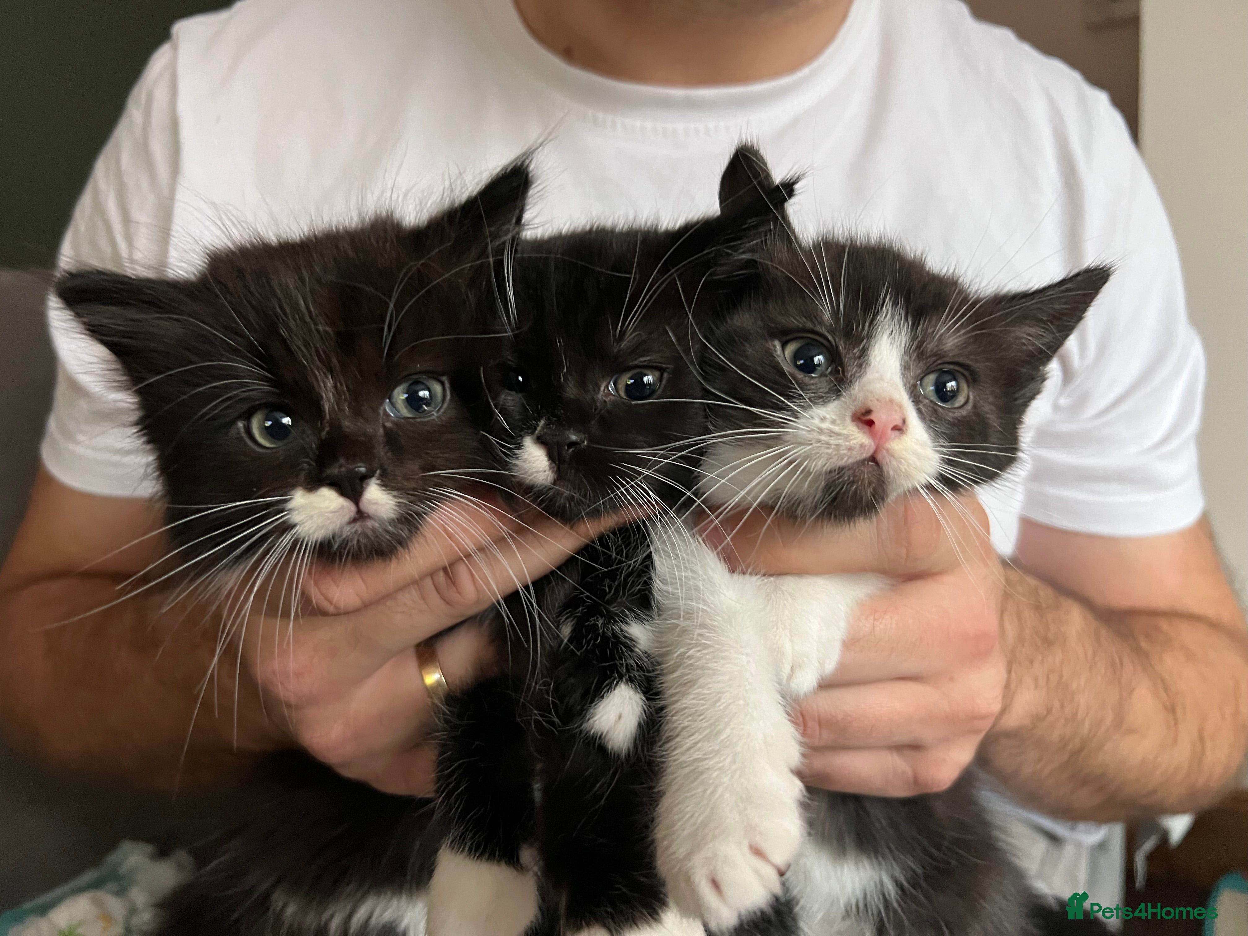 Mixed Breed cats Lovely 3 kittens for sale  - Advert 15