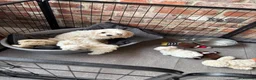 Maltese dogs for sale: Pretty, friendly Maltese puppy in Doncaster - Advert 1
