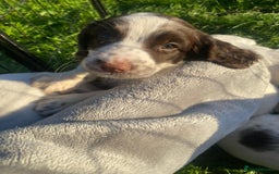 English Springer Spaniel dogs for sale: KC Working bred English Springer Spaniel pups - Image 8