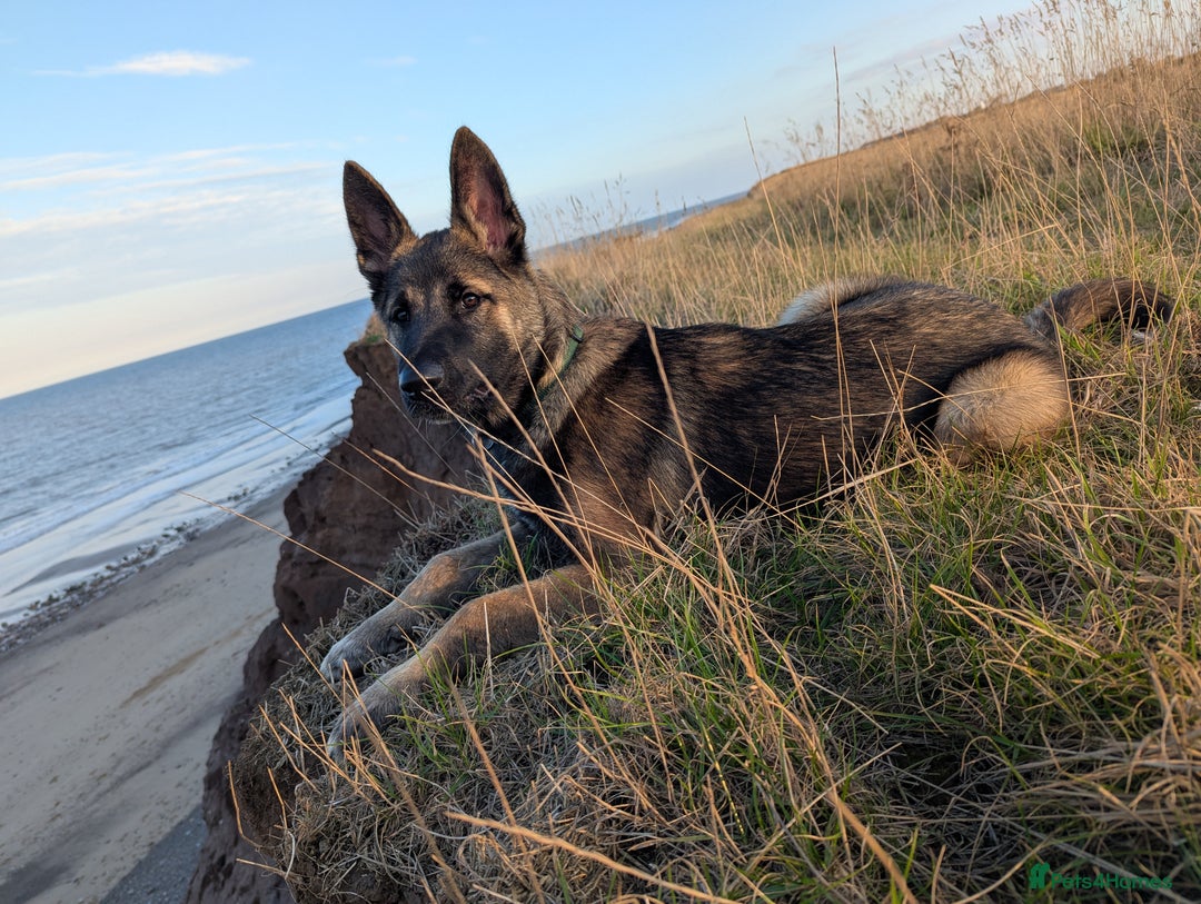 Mixed Breed dogs for sale: Looking for a new home  - Advert 8