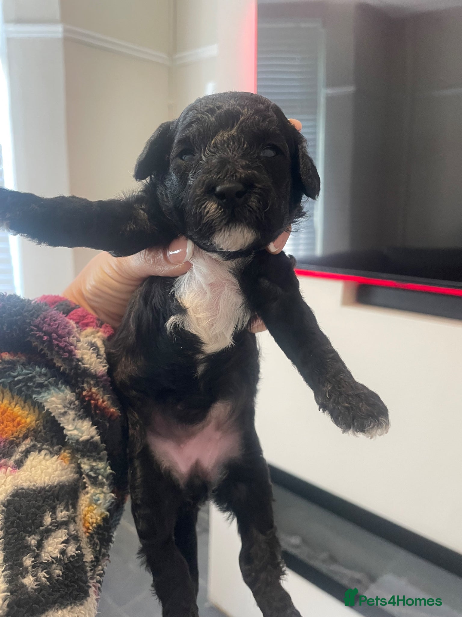 Poochon dogs ❤️ gorgeous poochons ❤️ - Advert 6