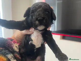 Poochon dogs ❤️ gorgeous poochons ❤️ - Advert 6