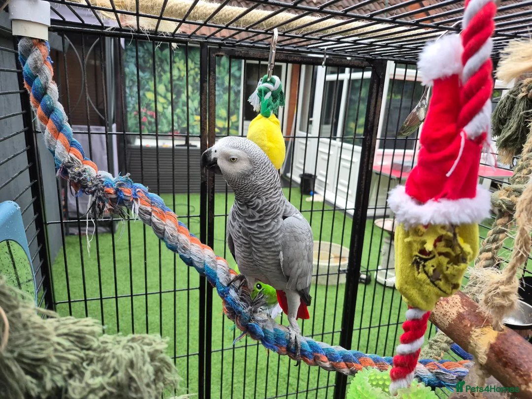 Parrots birds for sale: African grey bird cage For Sale - Advert 2