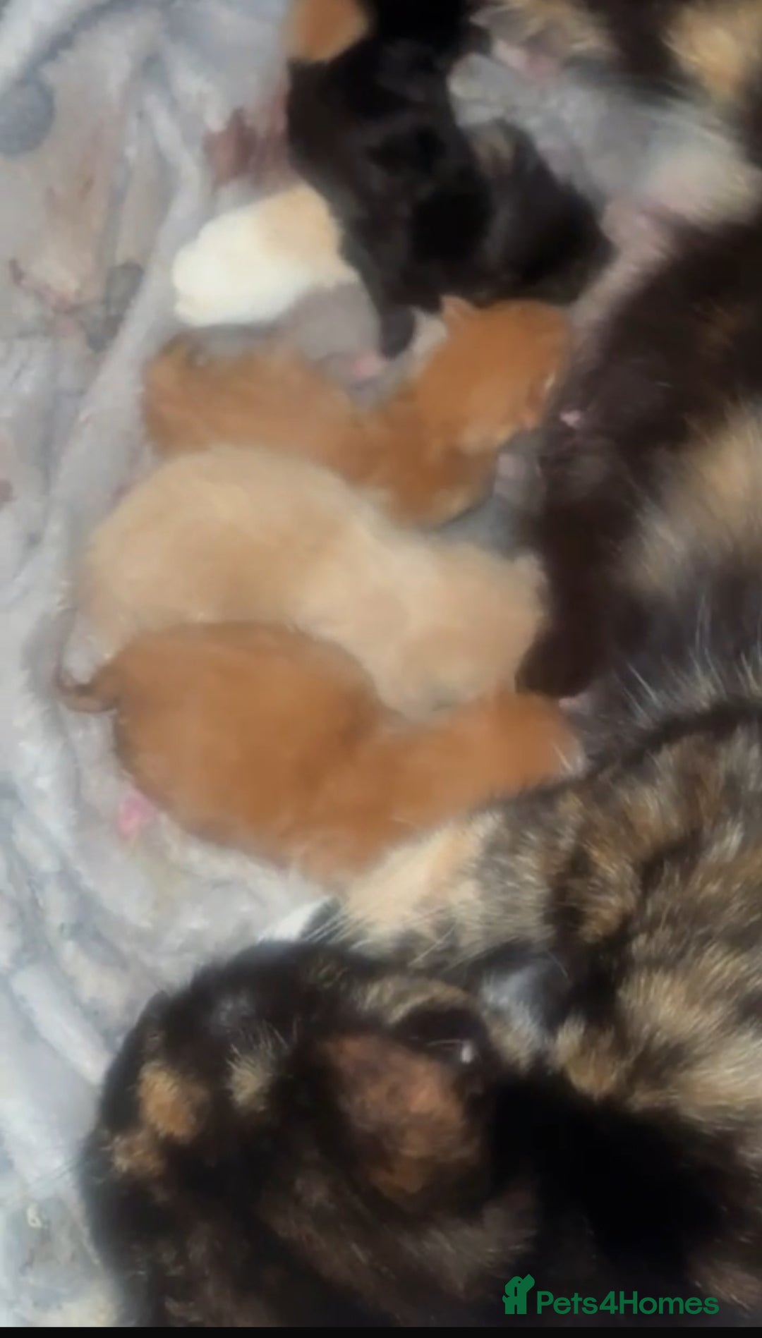 British Shorthair cats for sale: Kittens forsale  - Image 14
