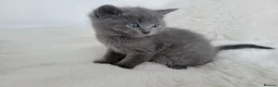 British Shorthair cats for sale: British shorthair  in Canterbury - Advert 9