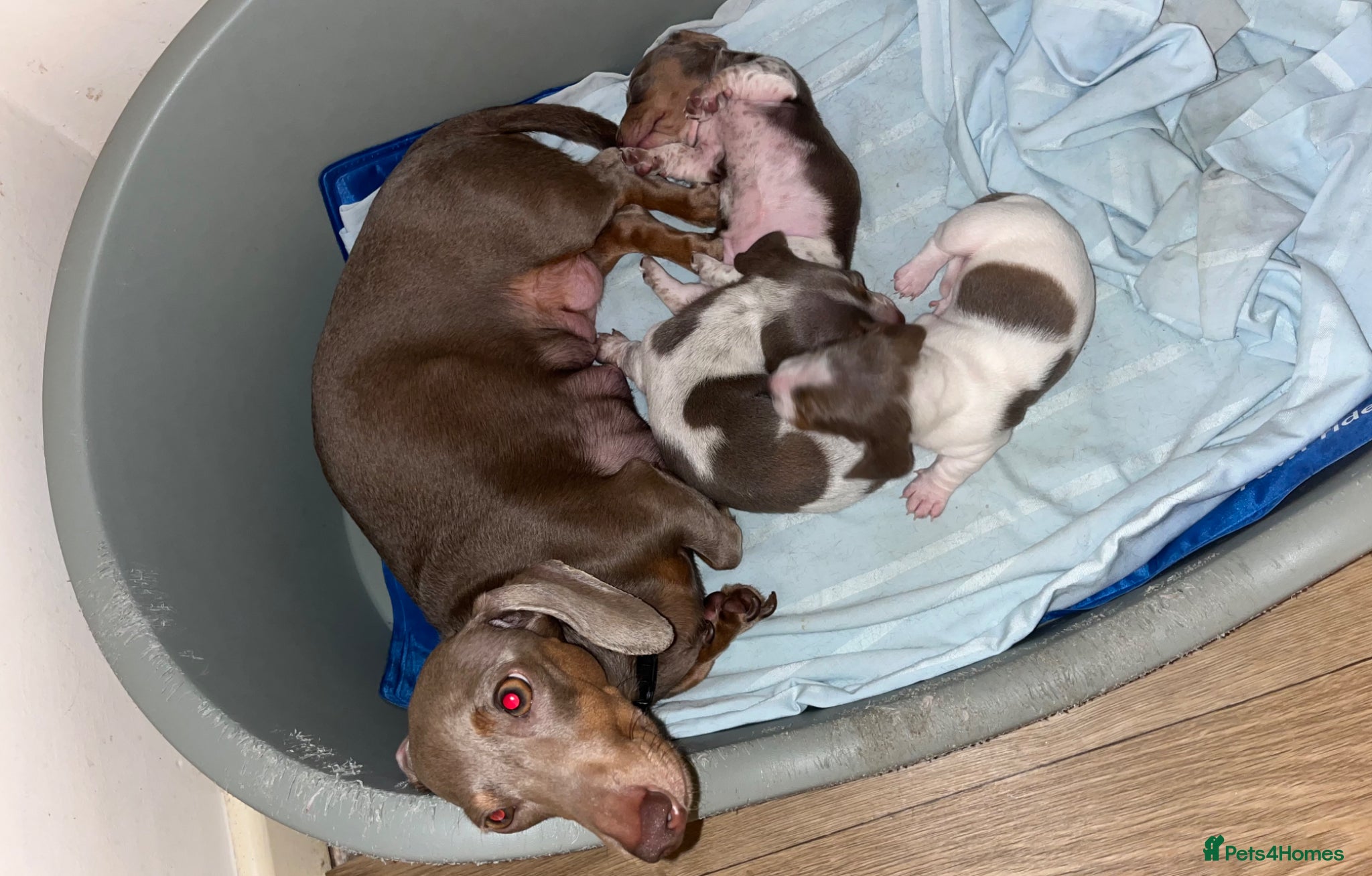 Miniature Dachshund dogs Lilac piebald miniature dachshund puppies - Advert 1