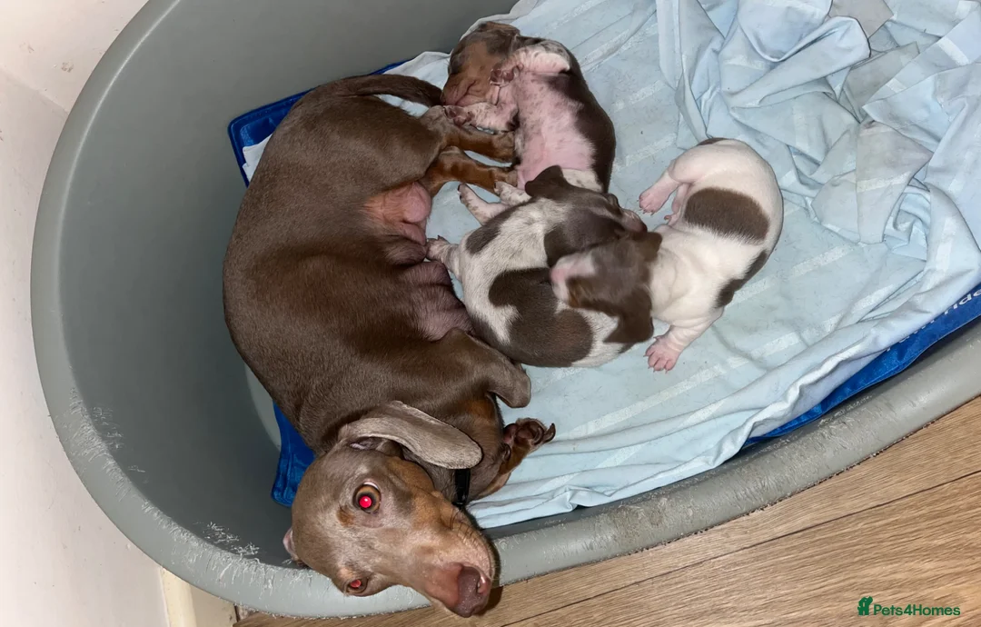 Miniature Dachshund dogs for sale: Lilac piebald miniature dachshund puppies - Advert 1