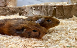 Guinea Pig rodents for sale: Multiple Baby Guinea Pigs for sale - Image 7