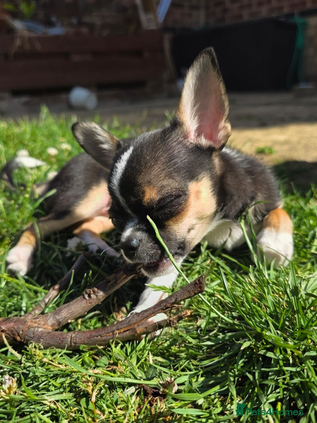 Chihuahua dogs for sale: ✨ Tiny Chi Ready to Go 🏡 - Image 4