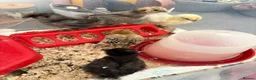 Chickens poultry for sale: Silkie chicks & ducckle roo - Advert 5