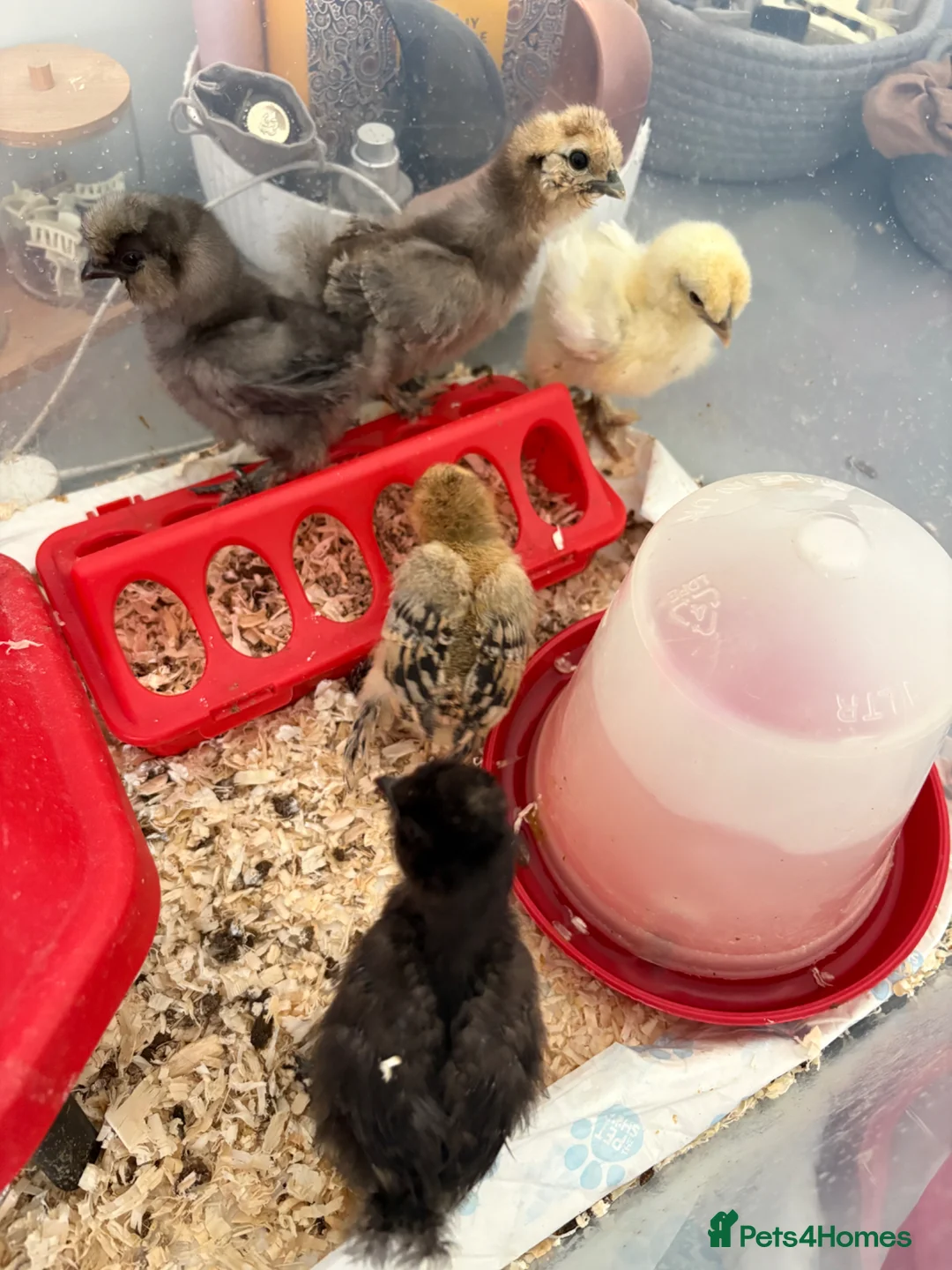 Chickens poultry for sale: Silkie chicks & ducckle roo - Advert 5