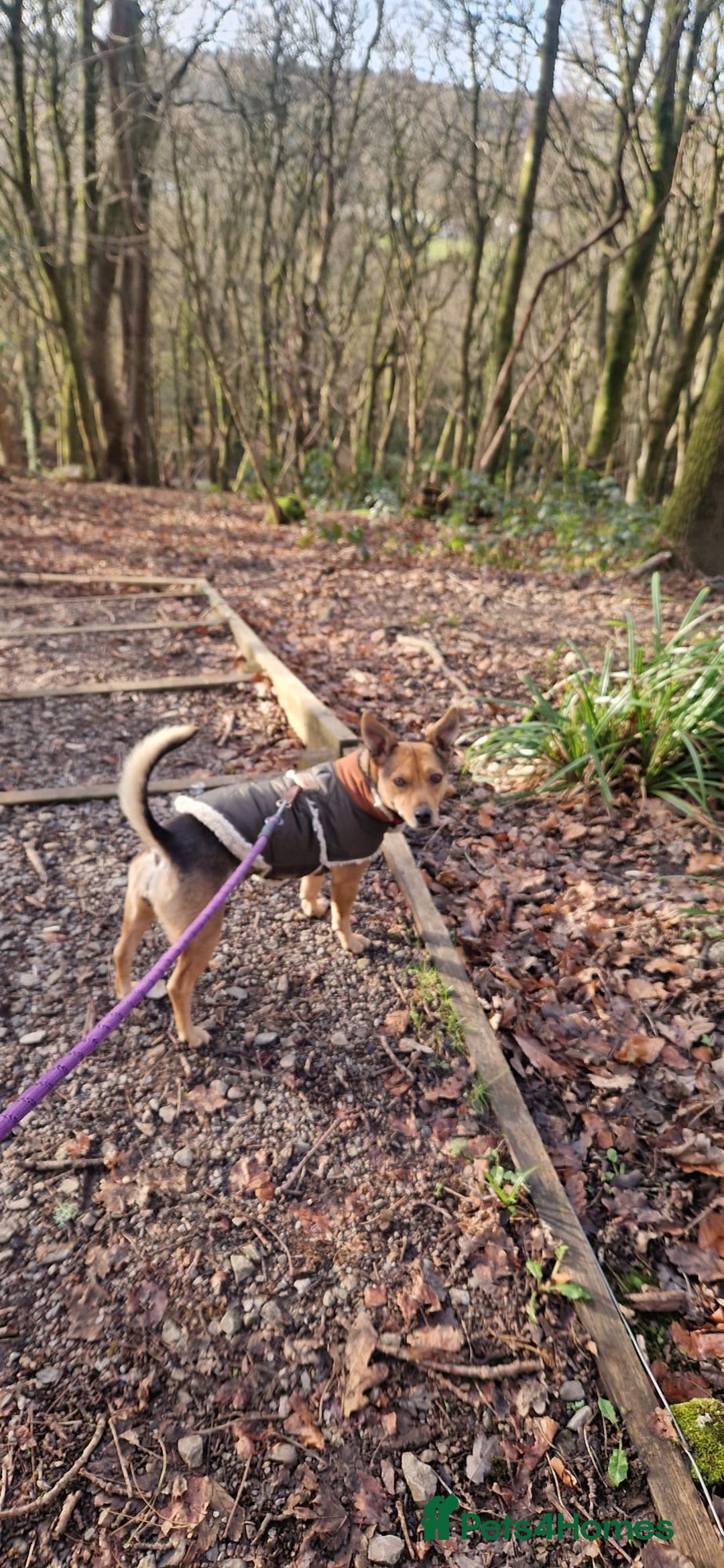 Mixed Breed dogs for adoption: Pippa  - Advert 3