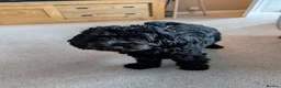 Cockapoo dogs for sale: 2 x Cockapoos - Advert 3