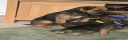 Border Terrier dogs for sale: Healthy Bundles of Border joy  - Advert 15