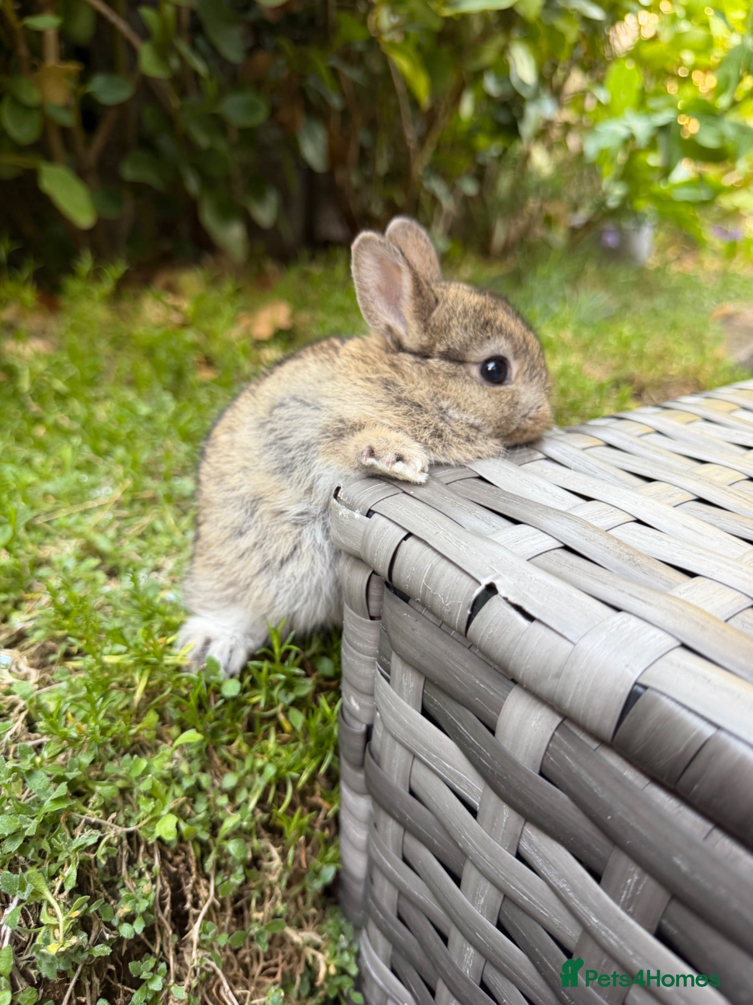Netherland Dwarf rabbits Purebred Netherland Dwarf - Advert 2