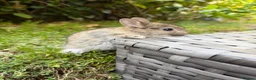 Netherland Dwarf rabbits for sale: Purebred Netherland Dwarf - Advert 2