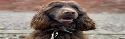 Cocker Spaniel dogs for sale: One Chocolate boy left KC Show Cocker Spaniel in Swindon - Advert 3