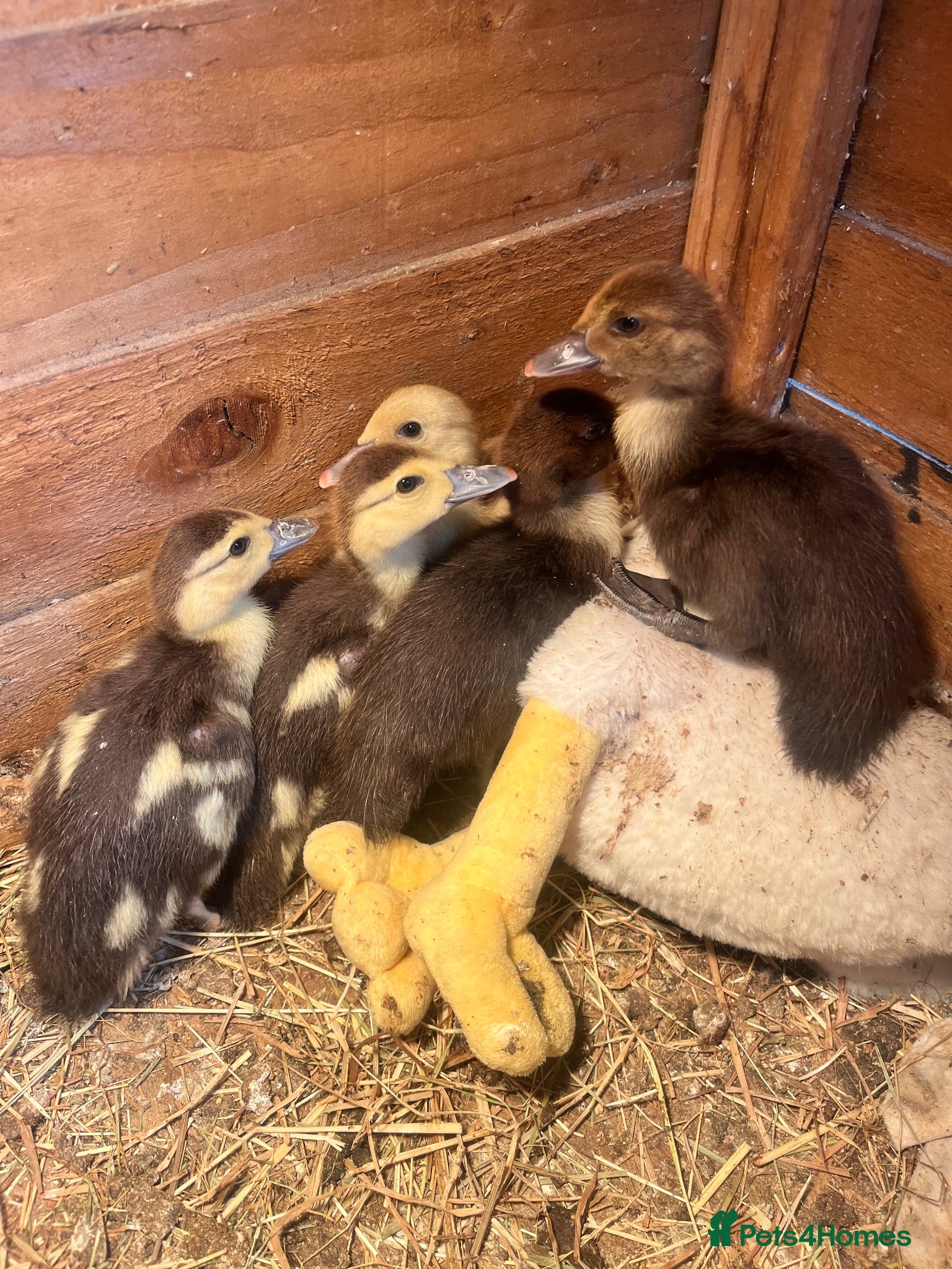 Ducks poultry Muscovy ducklings for sale - Advert 1