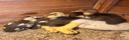 Ducks poultry for sale: Muscovy ducklings for sale - Advert 1