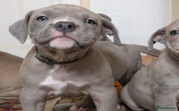 English Bulldog dogs for sale: olde English bulldogs ready soon. - Image 33