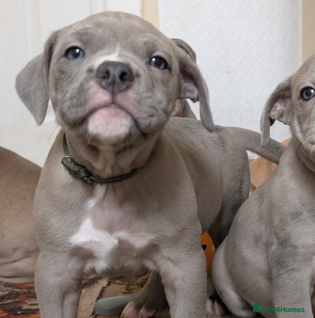 English Bulldog dogs for sale: olde English bulldogs ready soon. - Image 33