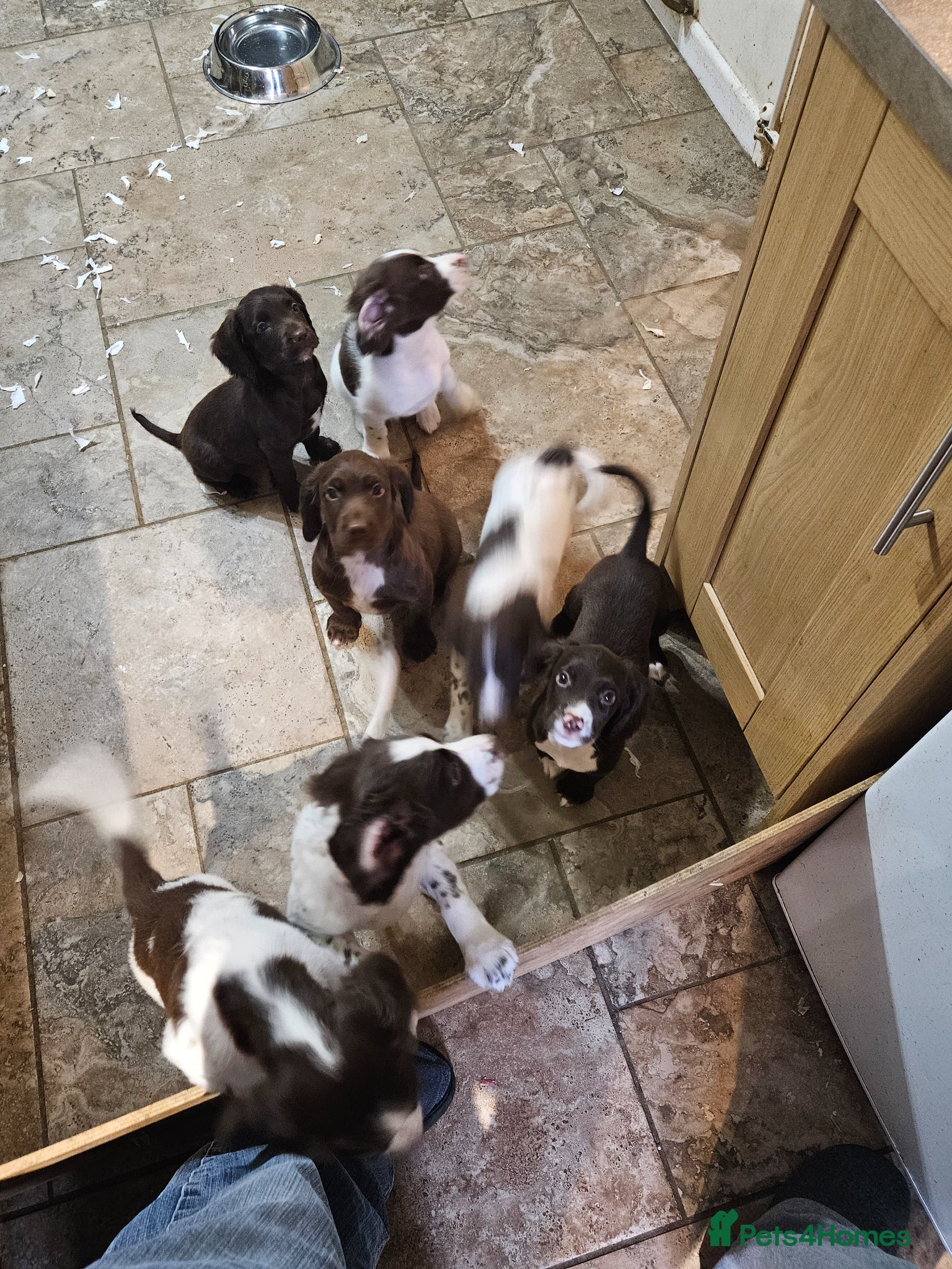 Sprocker dogs 7 stunning sprocker pups - Advert 1
