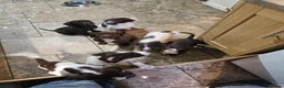 Sprocker dogs for sale: 7 stunning sprocker pups LAST 3 BOYS - Advert 1